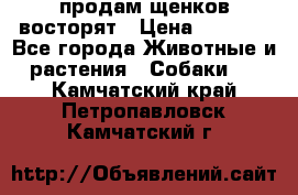 продам щенков восторят › Цена ­ 7 000 - Все города Животные и растения » Собаки   . Камчатский край,Петропавловск-Камчатский г.